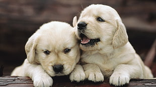 two white puppies HD wallpaper